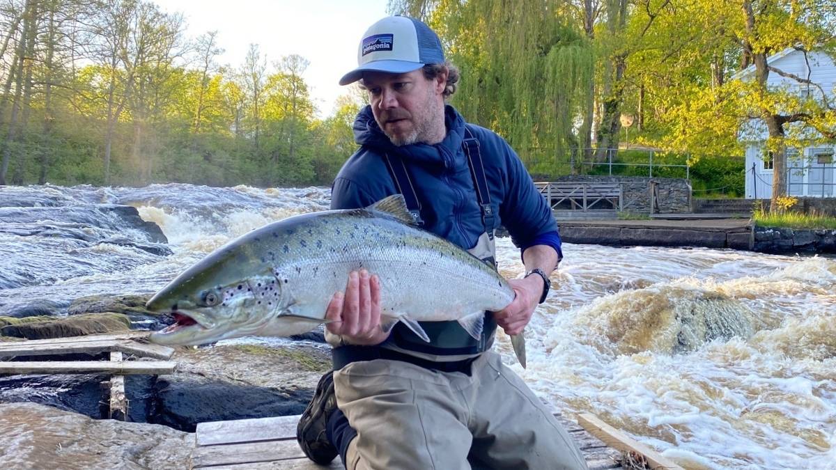 Fiskefångst i Mörrumsån - Mörrums Kronolaxfiske