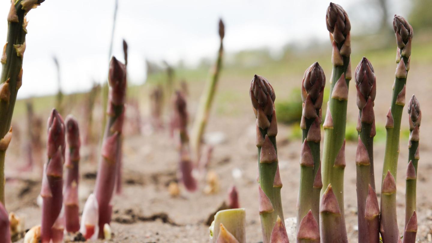 You can find asparagus and spring's early produce at the farm shops in Blekinge.