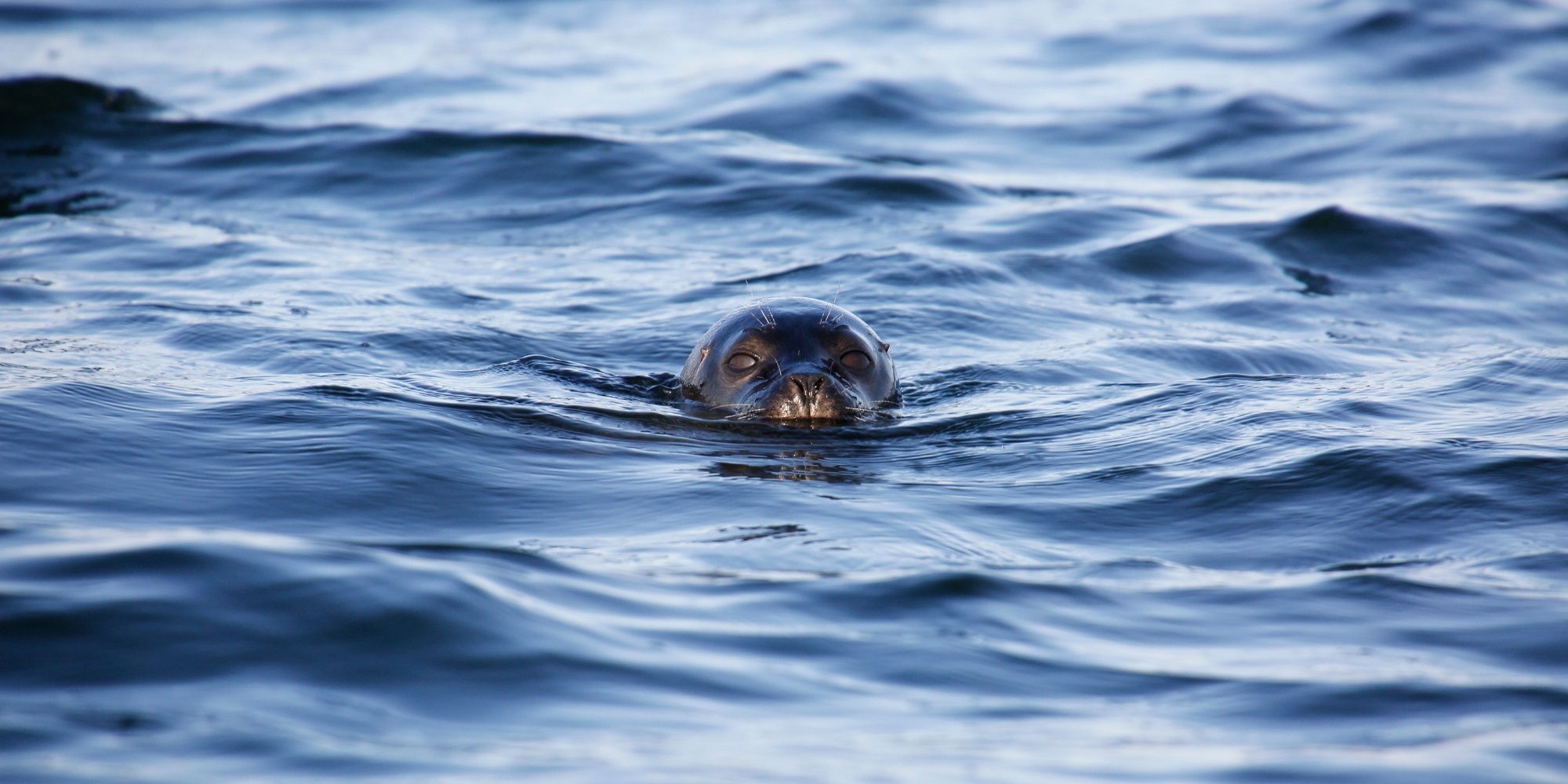 Seal safari in Blekinge achipelago | Visit Blekinge