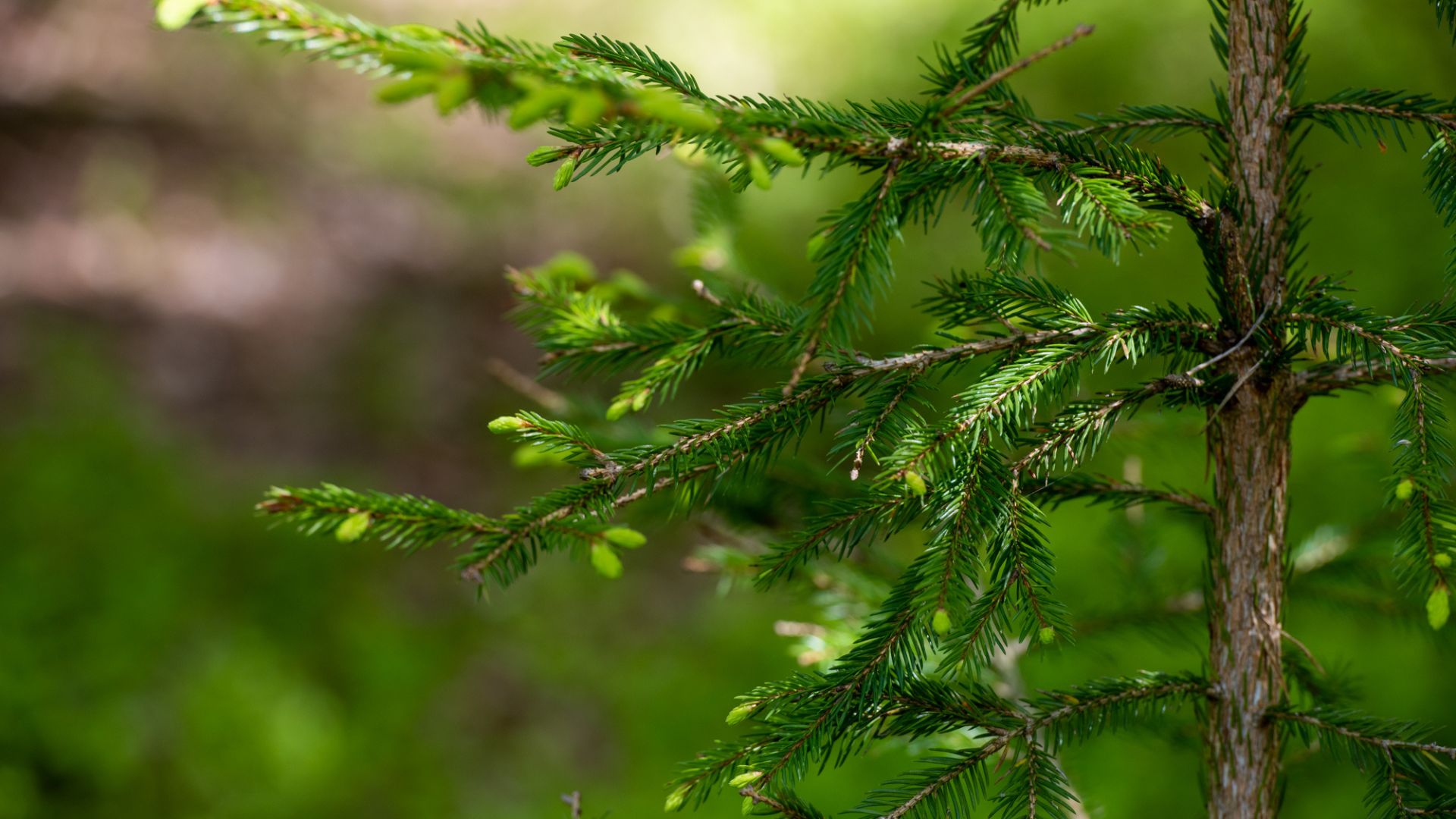 Blekinge Autumn Getaway