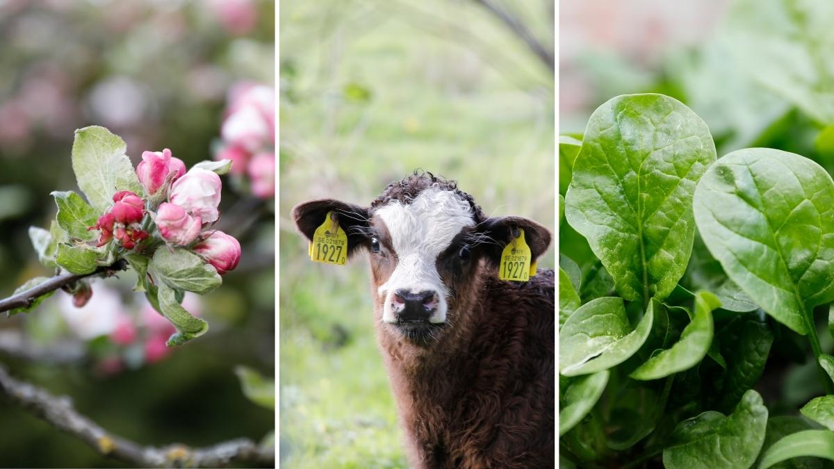 Blommor och bete om våren i Blekinge