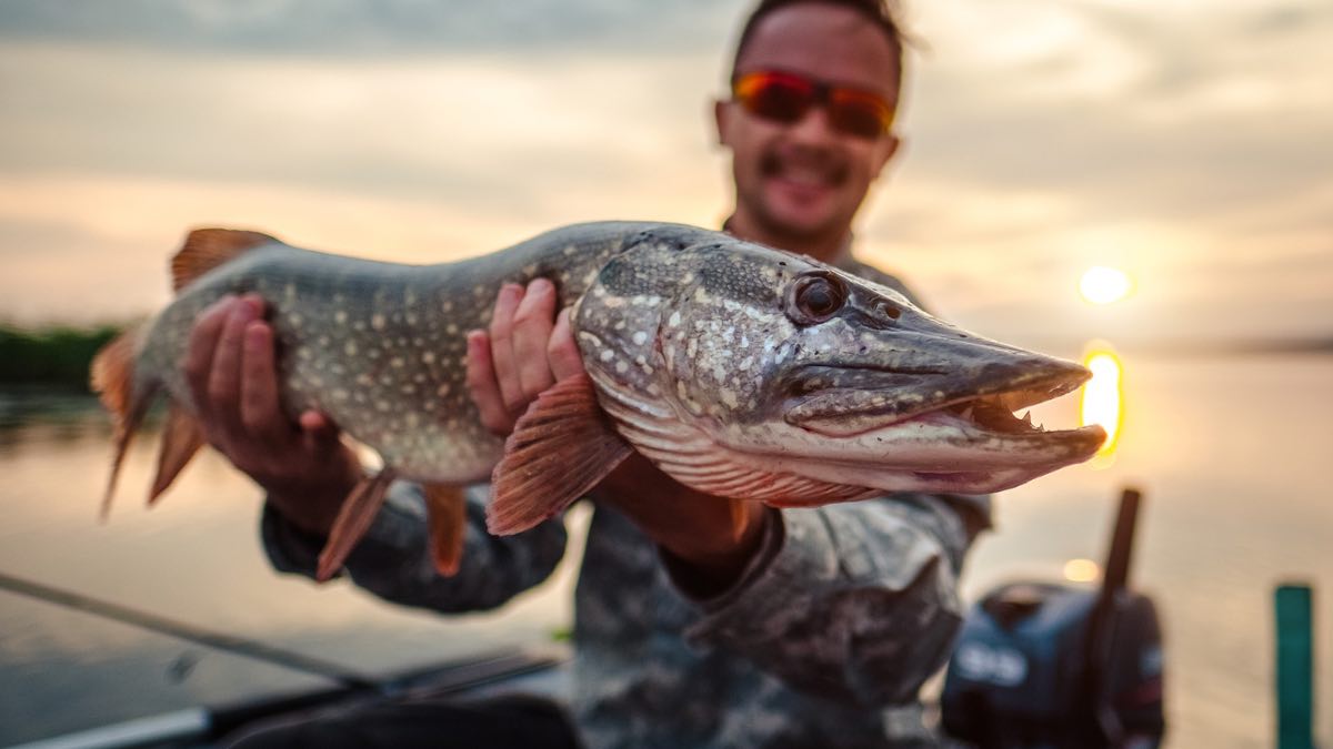 Gäddfiske i Blekinge skärgård - Boka guide för att hitta de bästa fångsplatserna