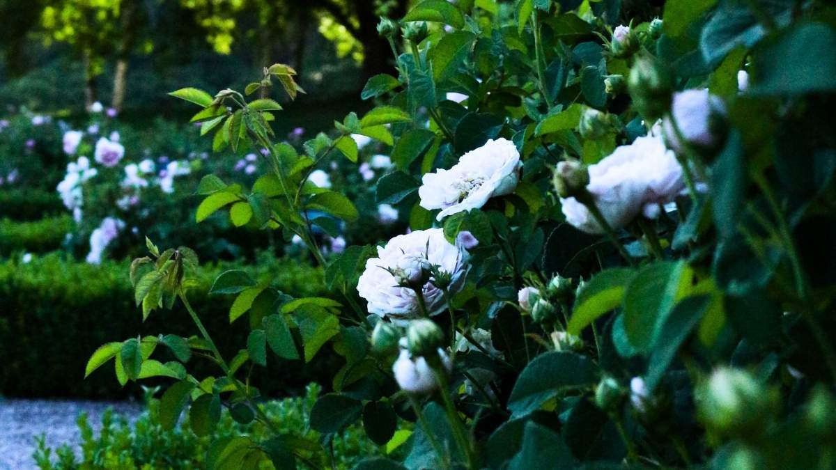 Ronneby Brunnspark under blomningen