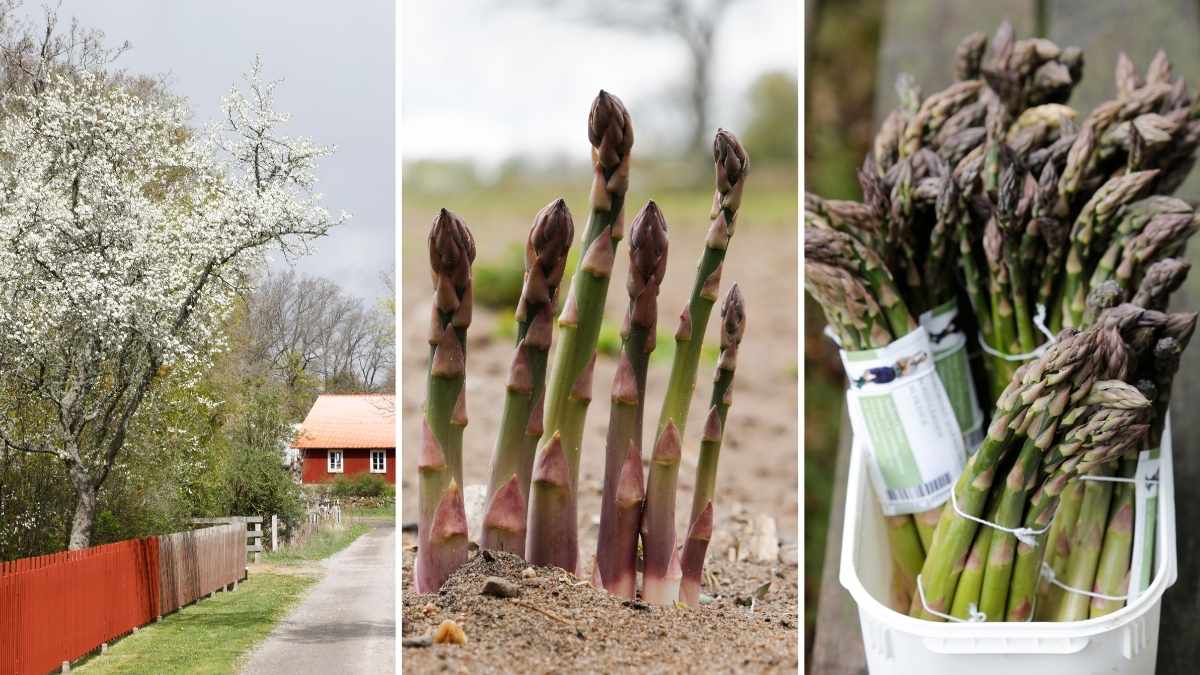 Upplev sparrissafari längs kustvägen i Blekinge om våren.