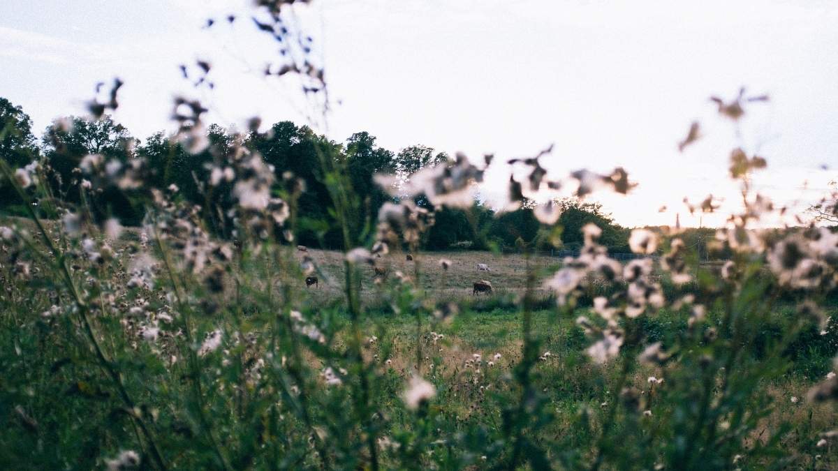 Blomstrande äng - Blekinge