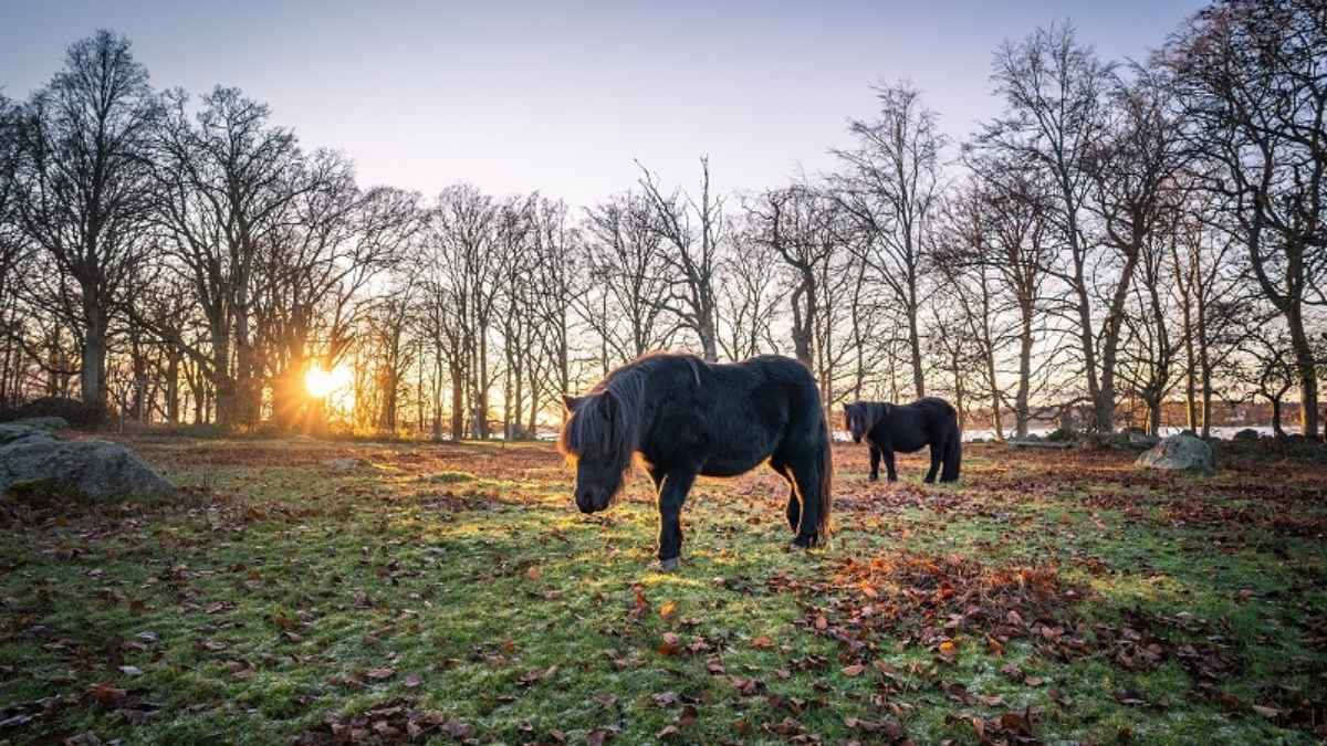 Valje Halvö Naturreservat i Sölvesborg