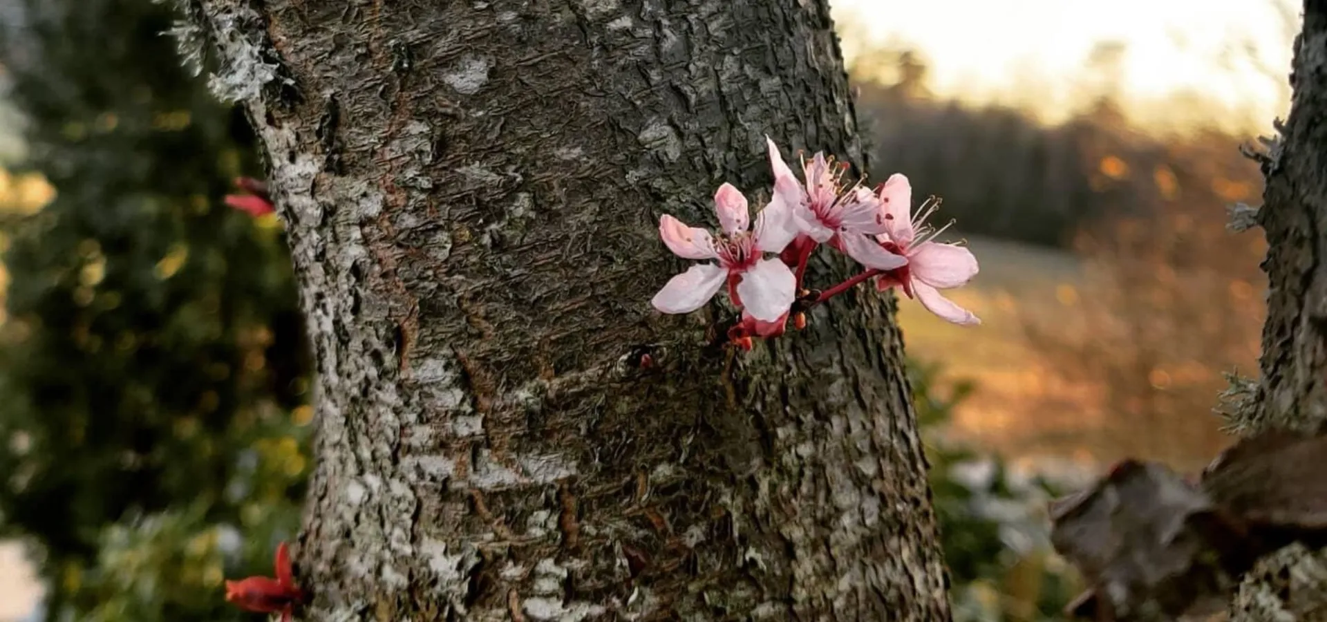 När körsbärsträden blommar i Blekinge