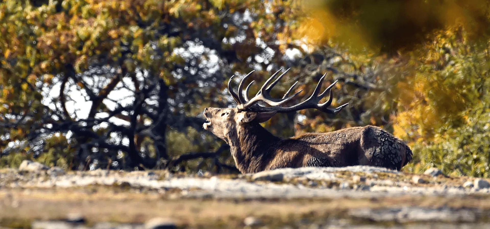 Naturen och de vilda djuren i Blekinge