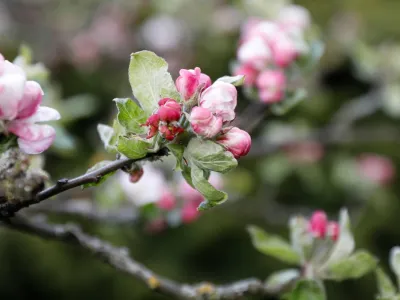 Blommande fruktträd i Blekinge. Foto av Niklas Kämpargård