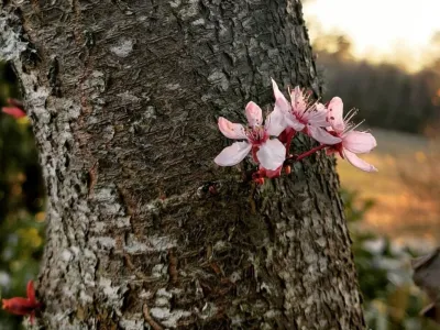 När körsbärsträden blommar i Blekinge