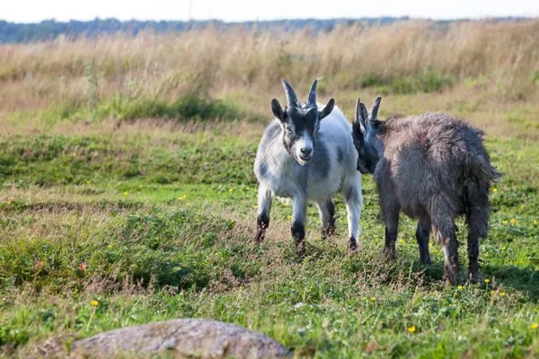 Orranäs Gårdsmejeri