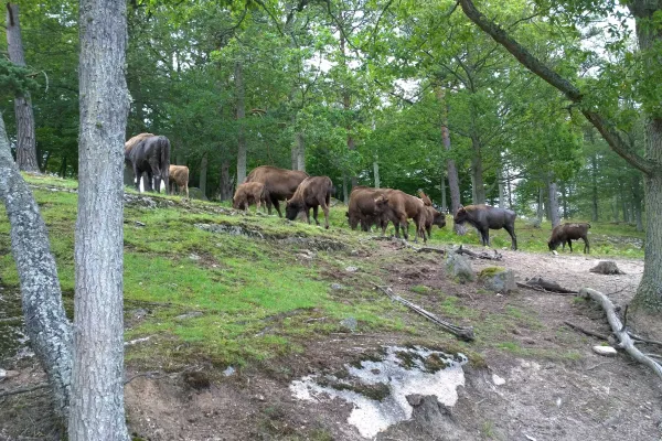 European bisons