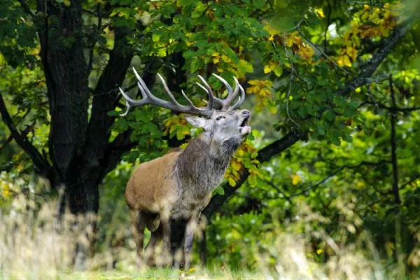 Red deer at Eriksberg