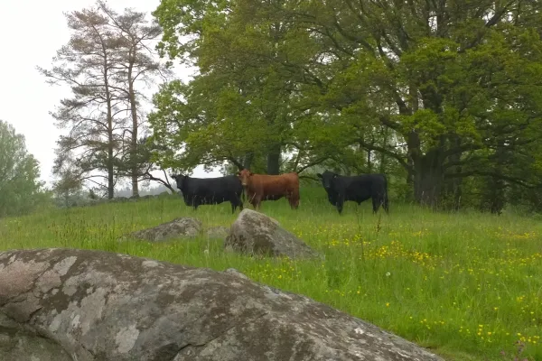 Three cows