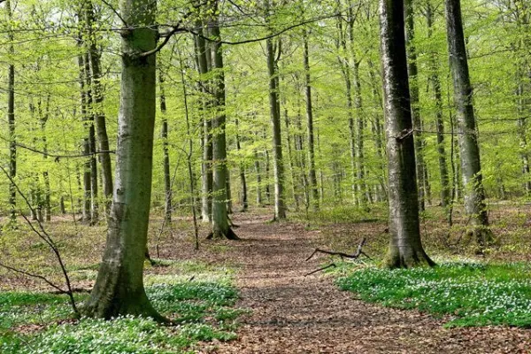 Ryssberget Nature Reserve