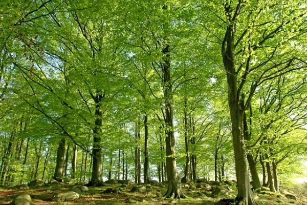 Ryssberget Nature Reserve