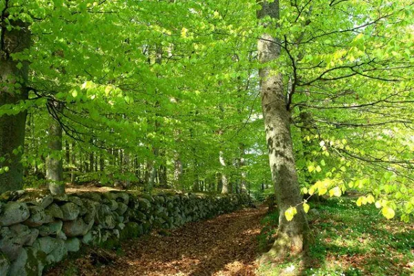 Ryssberget Nature Reserve