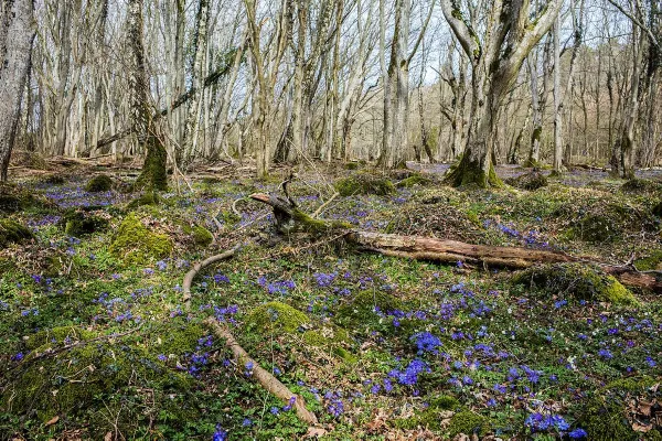 Stiby Backe - Nature reserve