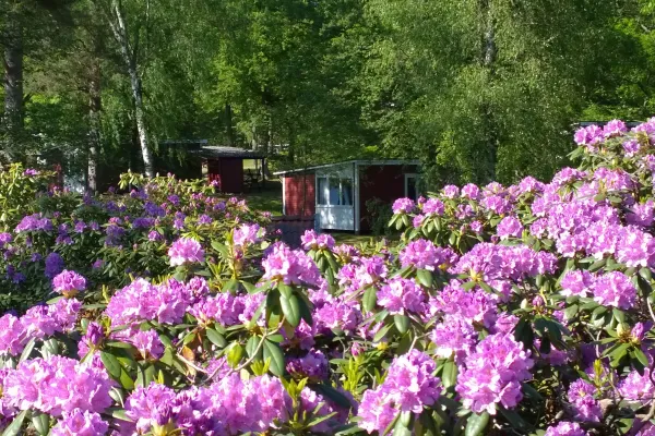 Rhododendron