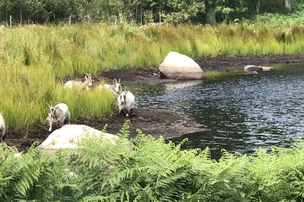 Orranäs Gårdsmejeri