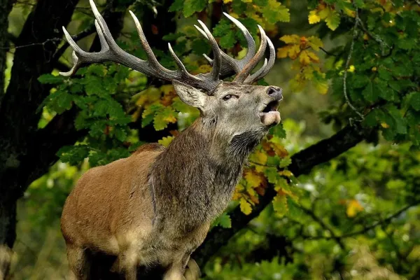 Red deer roars