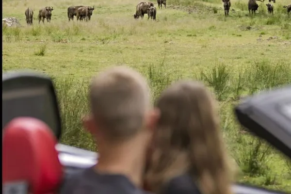 Safari tour with car