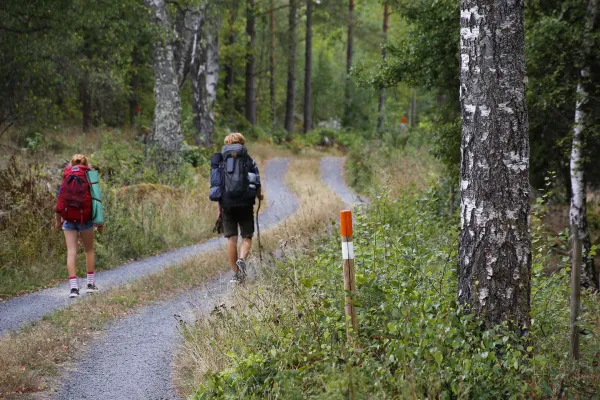 Hikers in the woods