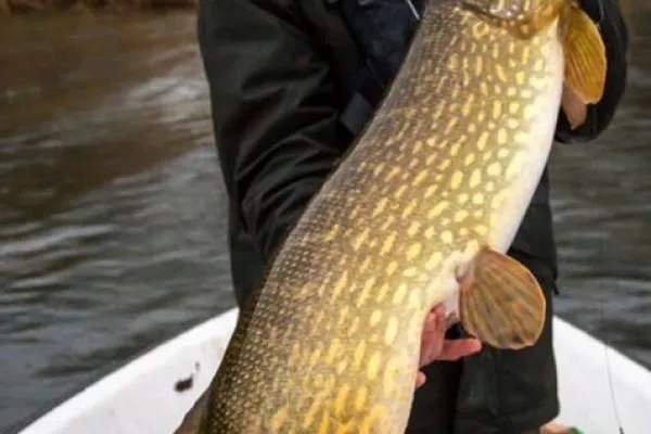 Fishing for pike in the Blekinge archipelago - Svalemåla Gäddfiske