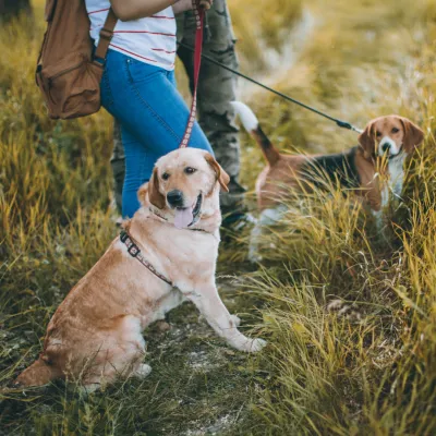 Ta med hunden på vandringslederna i Blekinge.