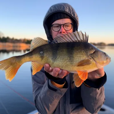 Fiska mört i Eriksbergs naturreservat i Blekinge, Sverige.