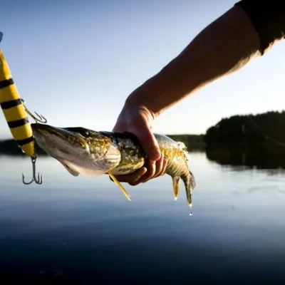 Gäddfiske i Karlskrona skärgård med Fiskekreatör - Pikestrike Sweden