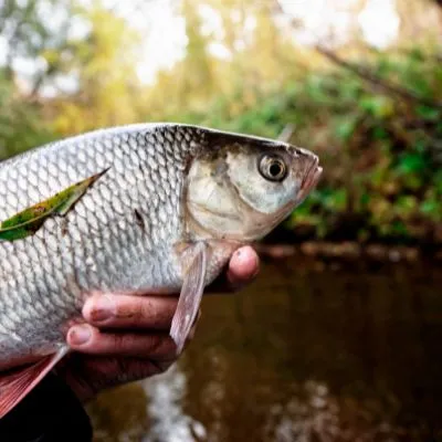 Fiska mört i Blekinge. Hitta fiskevatten i Blekinge via iFiske.se