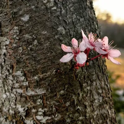 När träden blommar