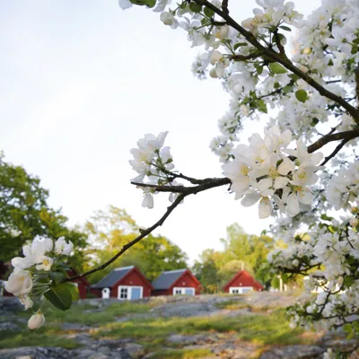 Bo i en röd stuga i Blekinge